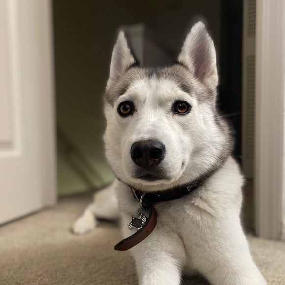 Meet your Posher, Omar - Picture 5 of 5